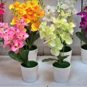 Garden Pot