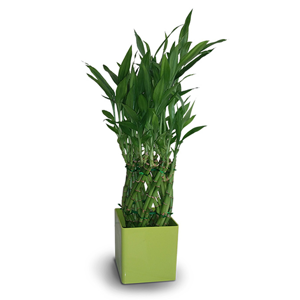 Indoor Plant